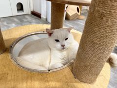 -楼上猫咖(罗湖店)