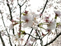 -花博汇(知音花月夜)