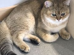 -飞行喵MR PILOT|猫舍·猫咖(静安大融城店)
