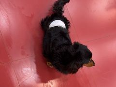 -和它·交个朋友·狗咖猫咖(爱琴海店)