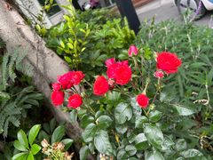 -人民公园(罗湖区)