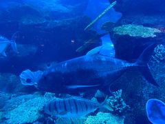 -迪拜水族馆及水下动物园