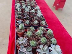 -东莞植物园