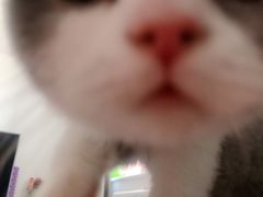 -猫大福·Fortune Cat猫舍(百子湾店)