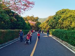 -大屏嶂森林公园