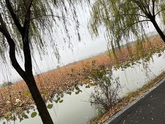 -池杉湖湿地公园