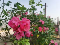 -上海滨江森林公园