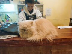 -猫色咖啡·猫咖