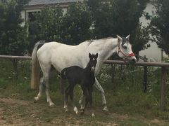 -松声马术俱乐部