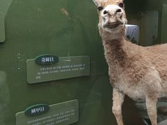 -国家自然博物馆