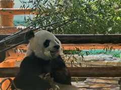 -西霞口神雕山野生动物世界