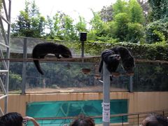 -清迈夜间动物园