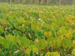 -渭南桃花源民俗文化园