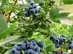 -金谷域澳洲庄园