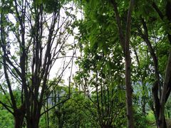 -南山植物园