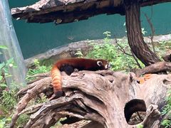 -大连森林动物园