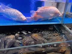 -同庆楼(天鹅酒家店)