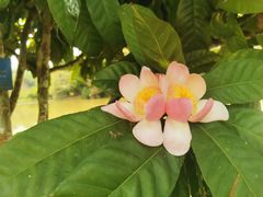 -中国科学院西双版纳热带植物园