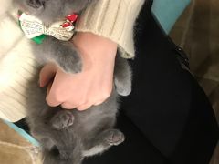 -共舞时光猫咖·狗咖(新街口店)