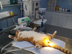 -关爱宠物医院·猫科中心·消化科(滨湖万达分院)