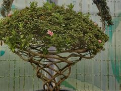 -上海鲜花港