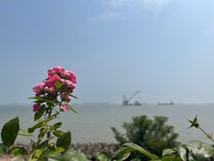 -上海滨江森林公园