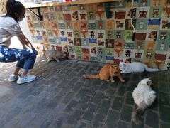 -喵屿·大理花园猫咖