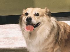 -百好乐宠物友好餐厅(朝外大街店)