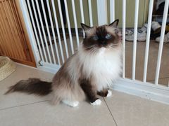 -Catmate·猫肥家润(金润铂宫店)