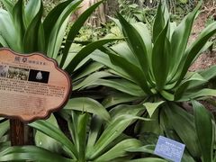 -南山植物园