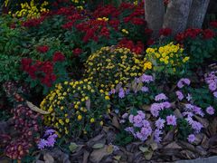 -上海共青森林公园