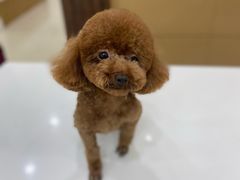 -天宠宠物医院24小时·急重症诊疗中心·全科·腔镜特色(和平分院)