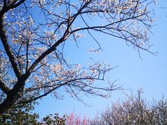 -林屋梅海青梅保护基地