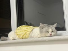 -中农国际动物医院24小时·猫科·骨科·急重症中心