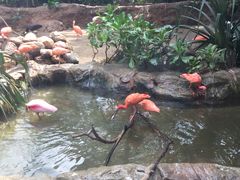 -新加坡飞禽公园