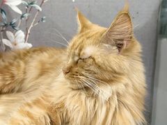-楼上猫咖(罗湖店)