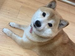 -是阿柴呀！柴犬咖啡·爱喵喵猫咖