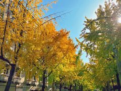 -四川大学(望江校区)