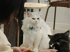 -共舞时光猫咖·狗咖(新街口店)