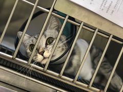 -创凡宠物医院·骨专科  猫科中心(西乡分院)