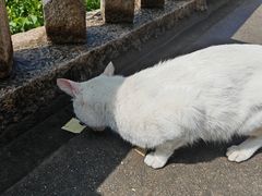 -草庵摩尼教遗址公园