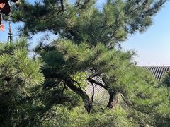 -香山公园