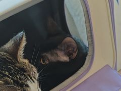 -瑞派申生动物医院·24H夜诊·国际动物医疗中心·骨外科(吴中路店)