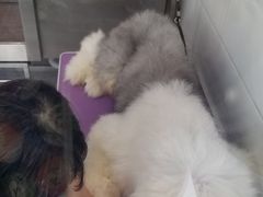 -中农国际动物医院24小时·猫科·骨科·急重症中心