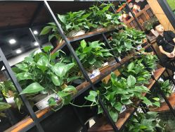 -UPTOP鼎上造型