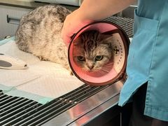 -动物缘宠物医院·骨科·猫科(西二环店)