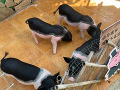 -HERRE·FARM 赫尔露营农场·团建聚会包场