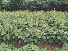 -盘龙城国家考古遗址公园