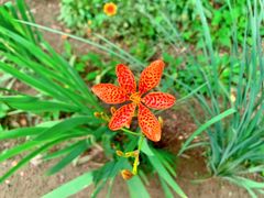 -大兴滨河森林公园