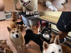 -柴犬高等学院·狗咖·柴犬售卖·宠物训练